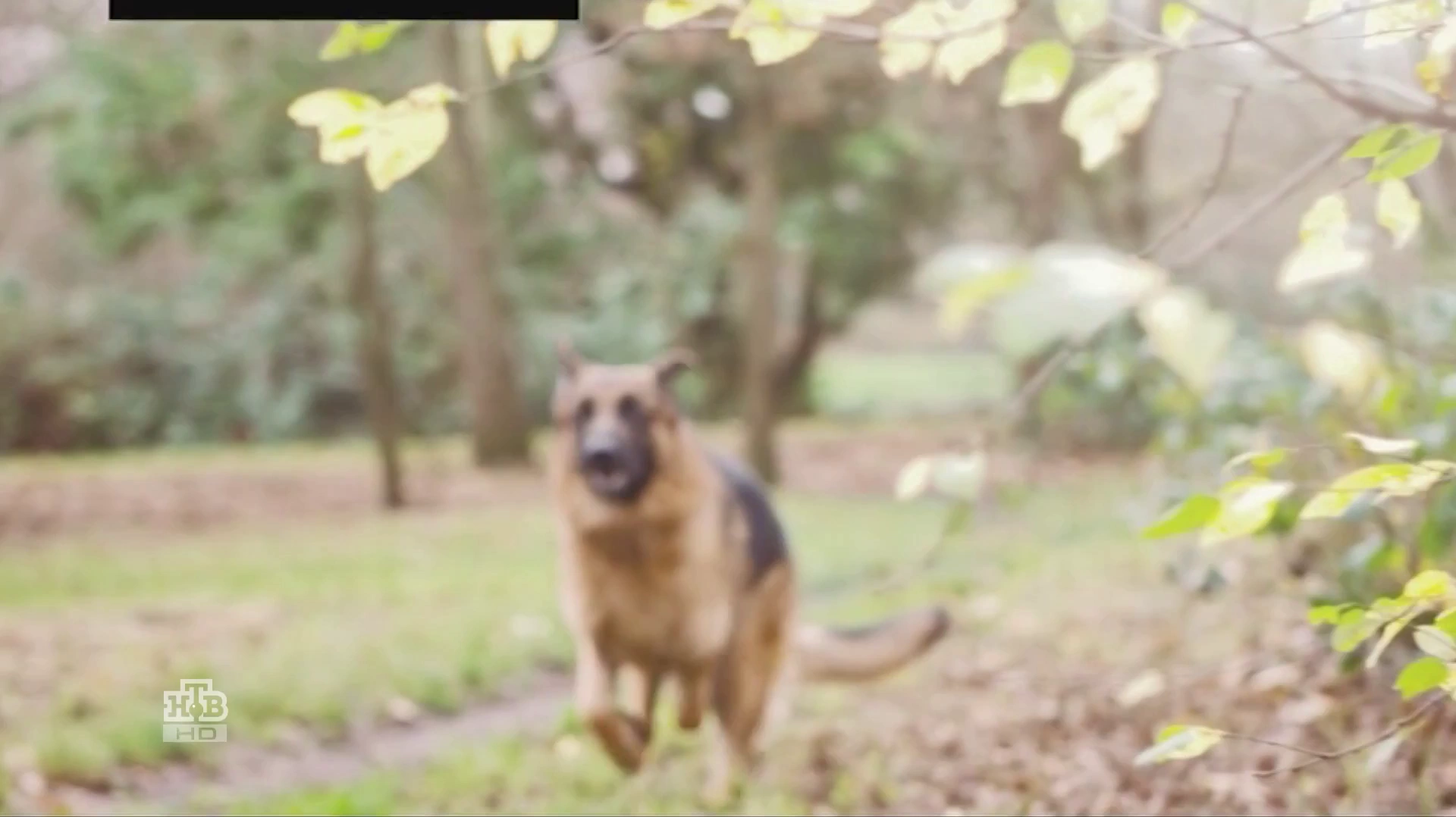 Purina Pro Plan реклама на ТВ