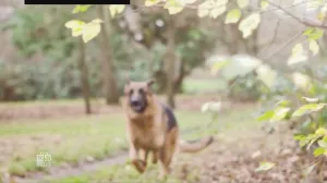 Purina Pro Plan