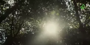 Райтон — Природа сна